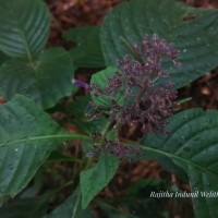 Gymnostachyum paniculatum T.Anderson